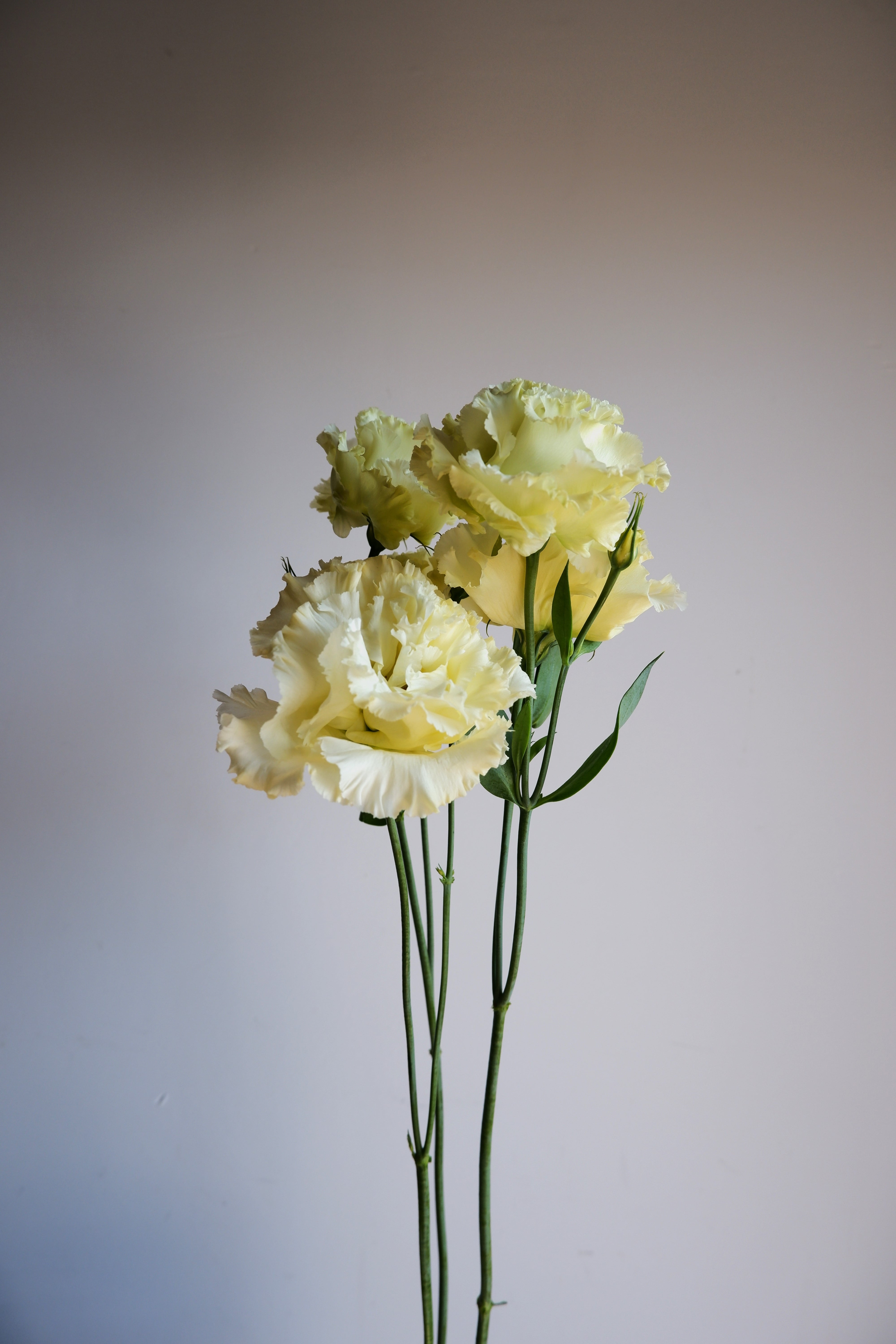 Lisianthus
