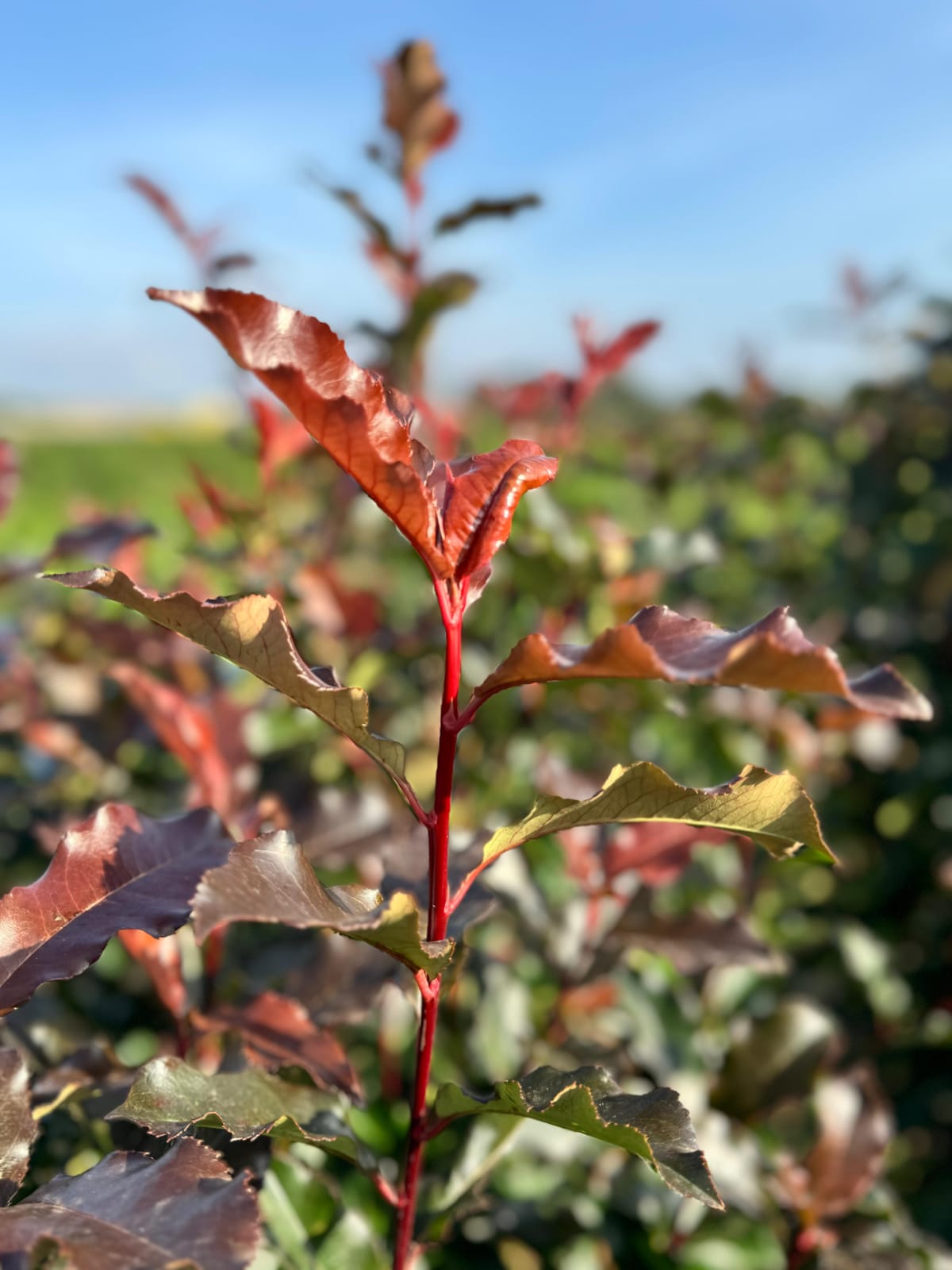 Photinia