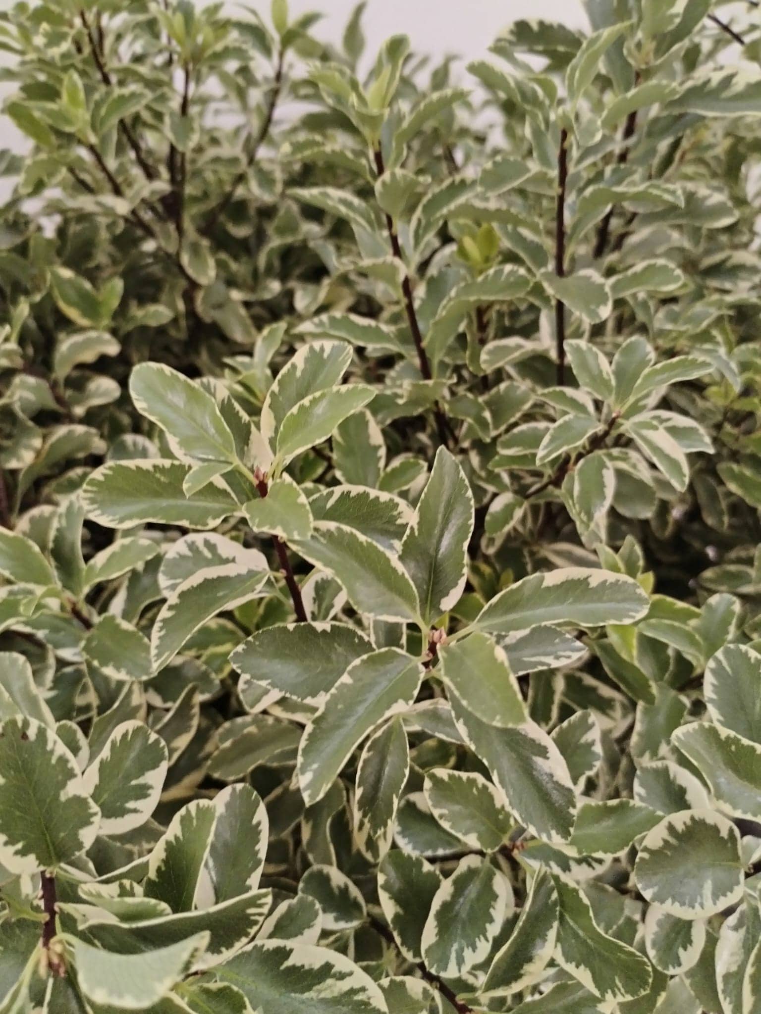 Pittosporum
